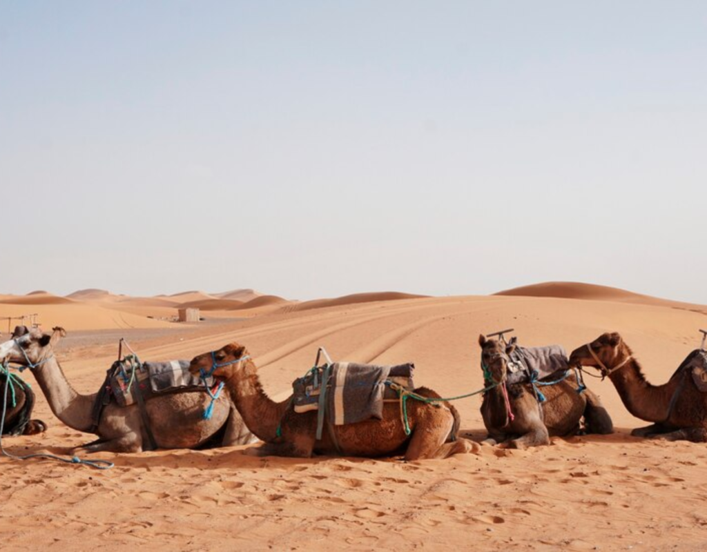 Camel Ride In The Sahara Desert: An Adventure Like No Other!